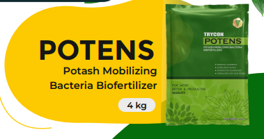 POTENS (Potash Mobilizing Bacteria Biofertilizer)