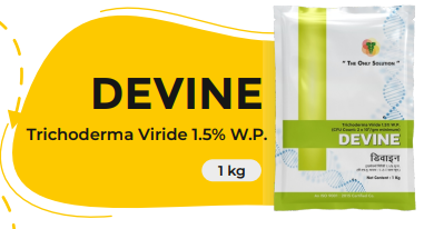 DEVINE (Trichoderma Viride 1.5% W.P.)